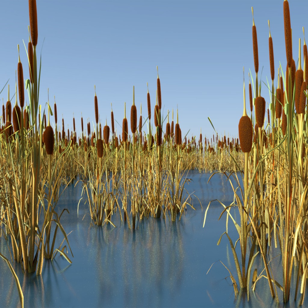 Reed, Cattail, Bulrush, Corn Dog Grass preview image 4